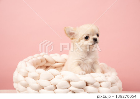 ピンクバックとチワワの仔犬 138270054