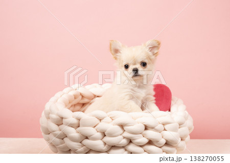 ピンクバックとチワワの仔犬 138270055