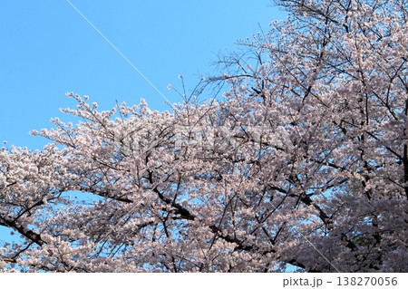 満開になった桜 138270056