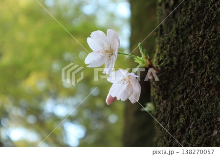 大宮公園の幹に咲くソメイヨシノの花 138270057
