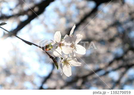 春の日差しを浴びて輝く満開の桜 春の日差しを浴びて輝く満開の桜 138270059
