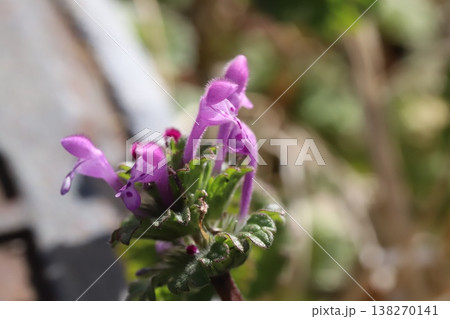 早春の道端に咲くピンク色のホトケノザの花 早春の道端に咲くピンク色のホトケノザの花 138270141