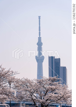 東京スカイツリーと桜、汐入公園と水神大橋の春景色 東京スカイツリーと桜、汐入公園と水神大橋の春景色 138270192