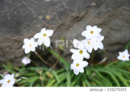 家の庭に咲き始めたハナニラ 138270201