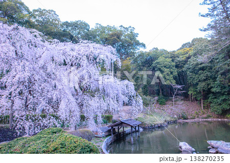 曹源寺、凛とした空気の中に揺れる枝垂れ桜 曹源寺、凛とした空気の中に揺れる枝垂れ桜 138270235