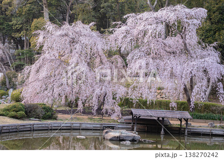 春風に舞う花びら、曹源寺で出会う桜の奇跡 春風に舞う花びら、曹源寺で出会う桜の奇跡 138270242