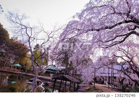 曹源寺、時を止めて見惚れる枝垂れ桜の美 曹源寺、時を止めて見惚れる枝垂れ桜の美 138270246