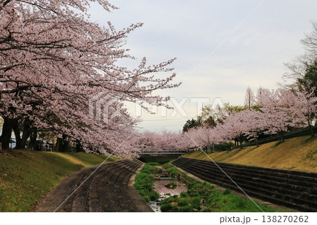 満開の桜のある風景 満開の桜のある風景 138270262