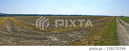 field with oil pumpkins 138270346
