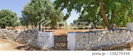 Olive trees behind a stone wall 138270348