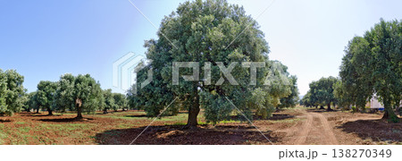 plantation with old olive trees 138270349