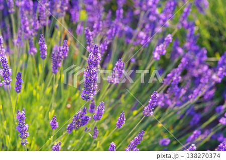 Blooming lavender medicinal herb bush with aromatic purple flowers in sunny summer garden landscape Blooming lavender medicinal herb bush with aromatic purple flowers in sunny summer garden landscape 138270374
