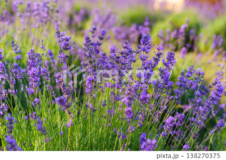 Blooming lavender medicinal herb bush with aromatic purple flowers in sunny summer garden landscape 138270375