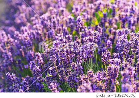 Blooming lavender medicinal herb bush with aromatic purple flowers in sunny summer garden landscape Blooming lavender medicinal herb bush with aromatic purple flowers in sunny summer garden landscape 138270376