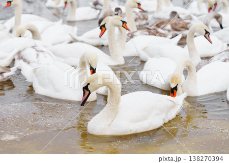 Large bird family, flock of white mute swans swimming together on icy winter lake, wildlife scene Large bird family, flock of white mute swans swimming together on icy winter lake, wildlife scene 138270394