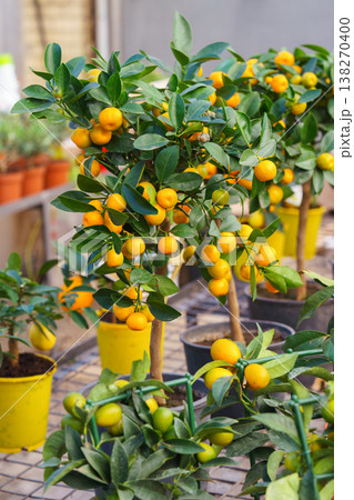 Potted Nagami Kumquat Tree, Citrus japonica with orange fruits in nursery garden of flower shop Potted Nagami Kumquat Tree, Citrus japonica with orange fruits in nursery garden of flower shop 138270400
