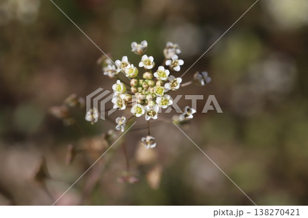 早春の道端に咲く白い小さなナズナの花 早春の道端に咲く白い小さなナズナの花 138270421