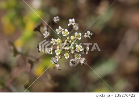 早春の道端に咲く白い小さなナズナの花 早春の道端に咲く白い小さなナズナの花 138270422