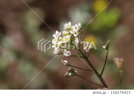 早春の道端に咲く白い小さなナズナの花 早春の道端に咲く白い小さなナズナの花 138270423