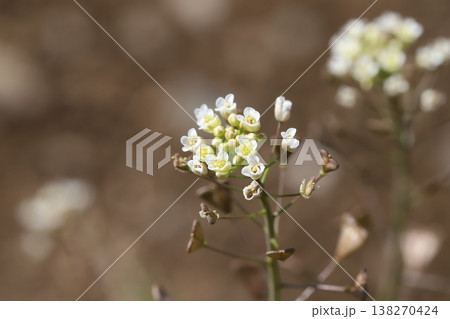 早春の道端に咲く白い小さなナズナの花 早春の道端に咲く白い小さなナズナの花 138270424