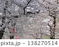 戸田市の桜並木 138270514