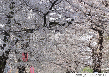 戸田市の桜並木 138270514