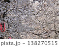 戸田市の桜並木 138270515