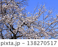 戸田漕艇場の桜 138270517