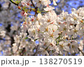戸田漕艇場の桜 138270519