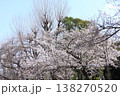 戸田漕艇場の桜 138270520