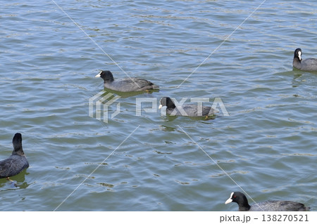 戸田漕艇場のオオバン 138270521