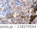 戸田漕艇場の桜 138270564
