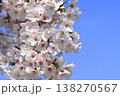 戸田漕艇場の桜 138270567