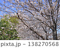 戸田漕艇場の桜 138270568