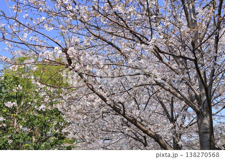 戸田漕艇場の桜 戸田漕艇場の桜 138270568