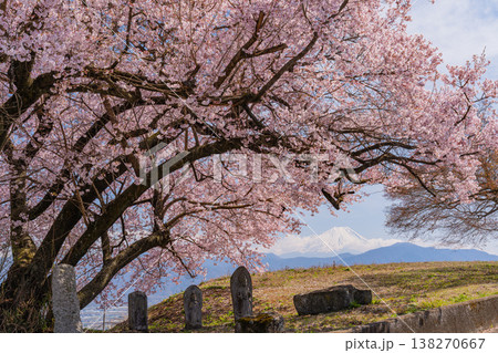 （山梨県）道祖神の桜が満開　山並みの向こうに富士山 138270667