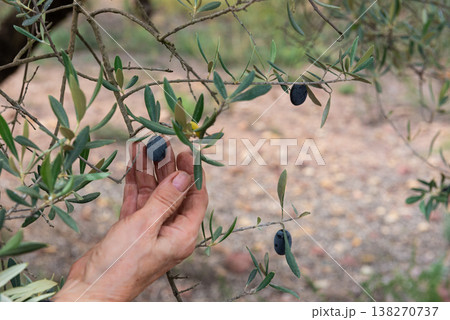 Harvesting Tradition: Elderly Caucasian Hand Picking Olive from Tree 138270737