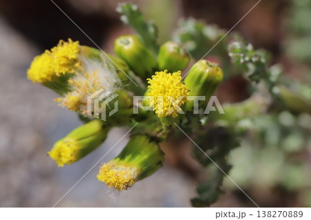 早春の道端に咲く黄色い小さな筒状花のみのノボロギクの花 早春の道端に咲く黄色い小さな筒状花のみのノボロギクの花 138270889