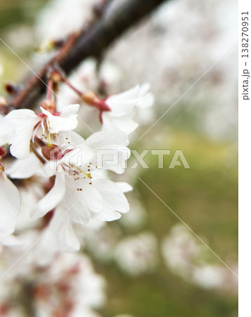 光を浴びる桜 138270951