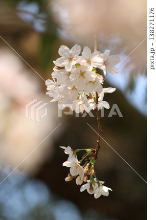 桜が咲きました、5分咲き　 138271176