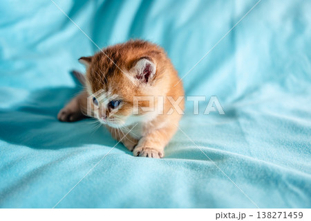 Kitten British breed on a blue background. Kitten British breed on a blue background. 138271459