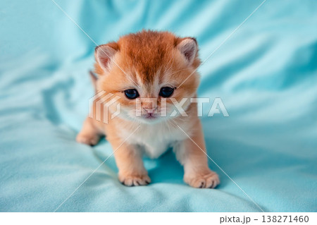 Kitten British breed on a blue background. Kitten British breed on a blue background. 138271460