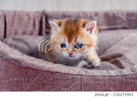 British breed golden chinchilla kitten. 138271461