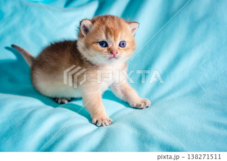 Kitten British breed on a blue background. Kitten British breed on a blue background. 138271511