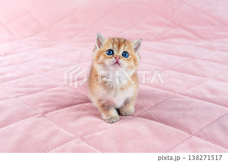 British breed golden chinchilla kitten. British breed golden chinchilla kitten. 138271517