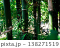 Closeup bamboo grove with the green leaves grows on the backyard garden 138271519