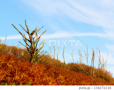 A sloping landscape covered in dead trees and brown bushes is visible under a clear, bright blue sky. Red foliage spreads across the foreground creating the impression of an autumnscene. A sloping landscape covered in dead trees and brown bushes is visible under a clear, bright blue sky. Red foliage spreads across the foreground creating the impression of an autumnscene. 138272216