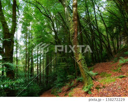 Sunlight filters through the dense canopy onto the mossy trunk of a tree and the sloping forest floor, which is covered in autumn leaves. Sunlight filters through the dense canopy onto the mossy trunk of a tree and the sloping forest floor, which is covered in autumn leaves. 138272229