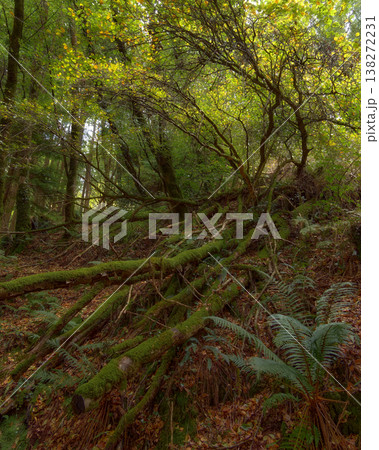 A forest floor carpeted with fallen leaves and moss-covered branches, bathed in dappled sunlight. A forest floor carpeted with fallen leaves and moss-covered branches, bathed in dappled sunlight. 138272231