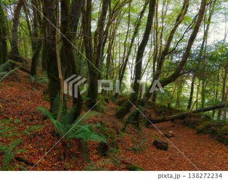 A dense forest landscape features mossy tree trunks, green ferns, and a ground covered in brown autumn leaves. A dense forest landscape features mossy tree trunks, green ferns, and a ground covered in brown autumn leaves. 138272234